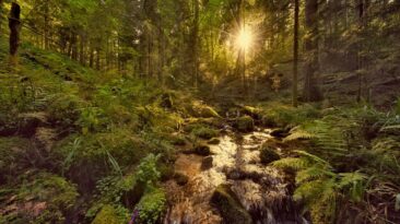 enchanted forest stream gertelba