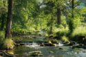 summer creek gentle forest strea