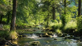 summer creek gentle forest strea