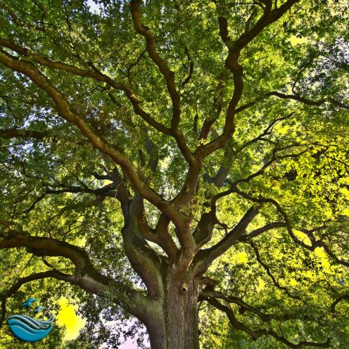 300 year old oak tree